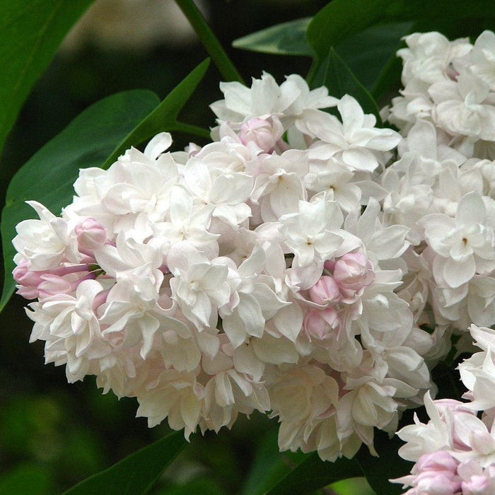 Lilac, Beauty Of Moscow Lilac
