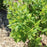 Spirea, Steeplebush Spirea