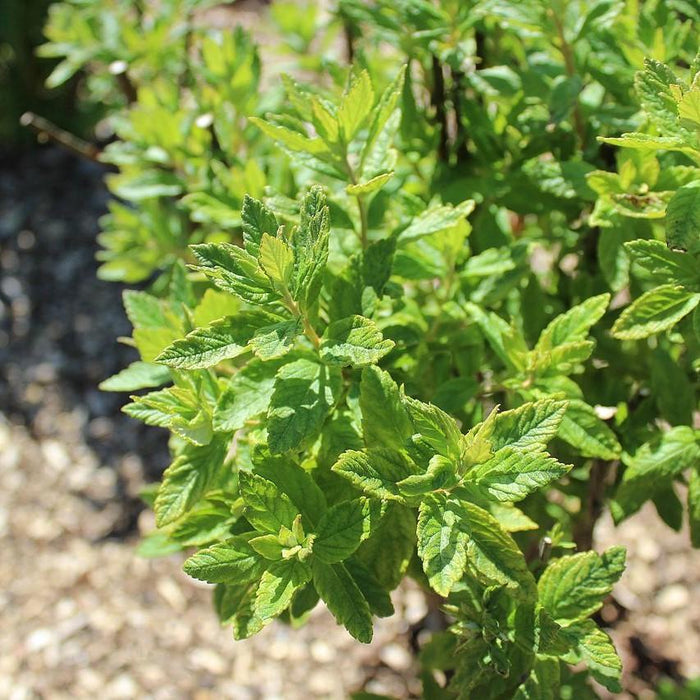 Spirea, Steeplebush Spirea