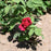 Rose, Chrysler Imperial Rose