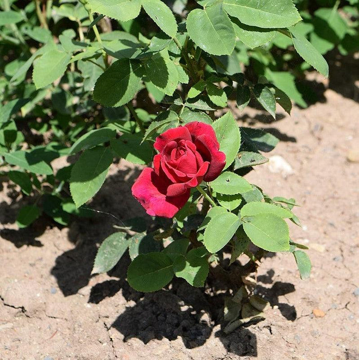 Rose, Chrysler Imperial Rose