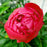 Peony, Red Sarah Bernhardt Peony