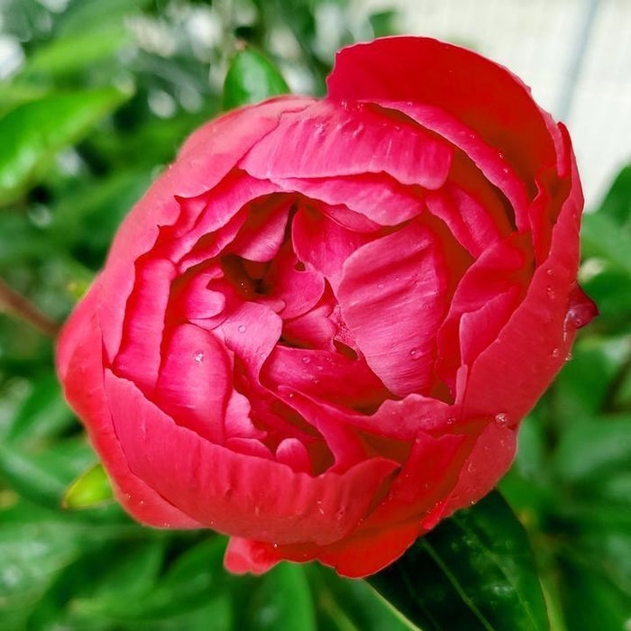 Peony, Red Sarah Bernhardt Peony