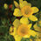 St. John's Wort, Sunny Boulevard® St. John's Wort