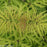 Elderberry, Lemony Lace® Elderberry