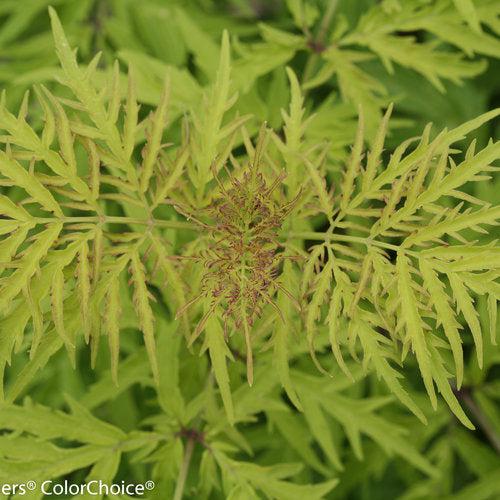 Elderberry, Lemony Lace® Elderberry