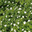 Anemone, Canadian Anemone
