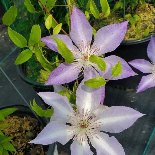 Clematis, Boulevard® Tranquilite™ Clematis
