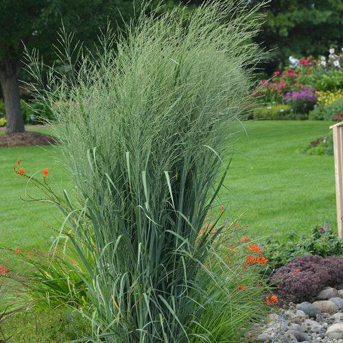 Grass, Prairie Winds® Totem Pole Switch Grass