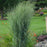 Grass, Prairie Winds® Totem Pole Switch Grass