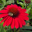 Coneflower, SunMagic® Vintage Hot Red Echinacea