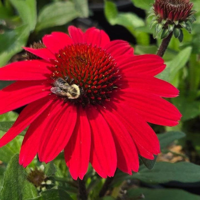 Coneflower, SunMagic® Vintage Hot Red Echinacea