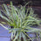 Sedge, Feather Falls Sedge