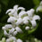 Sweet Woodruff