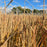 Grass, Prairie Winds® Blue Spear Switch Grass