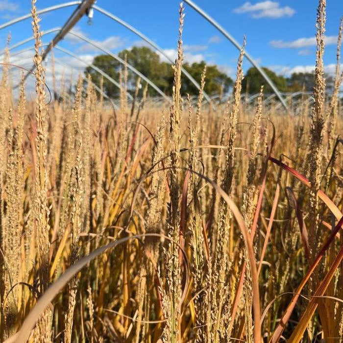 Grass, Prairie Winds® Blue Spear Switch Grass