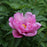 Peony, First Arrival Itoh Peony