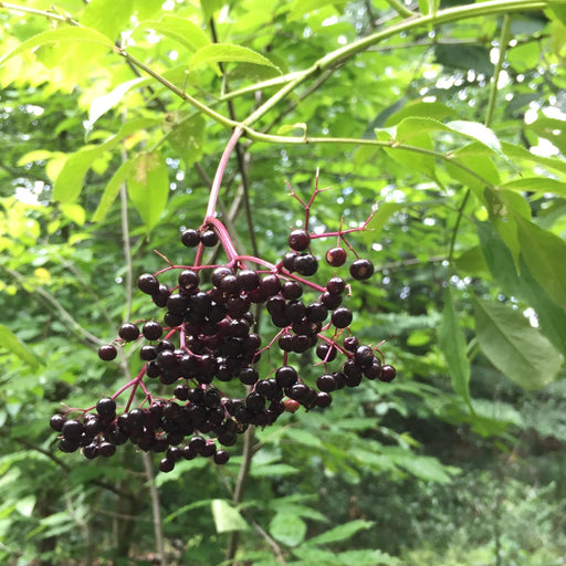 Elderberry, York Elderberry
