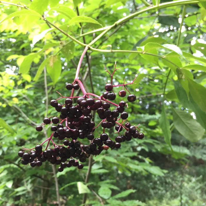Elderberry, York Elderberry