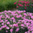 Dianthus, Fruit Punch® Sweetie Pie Dianthus