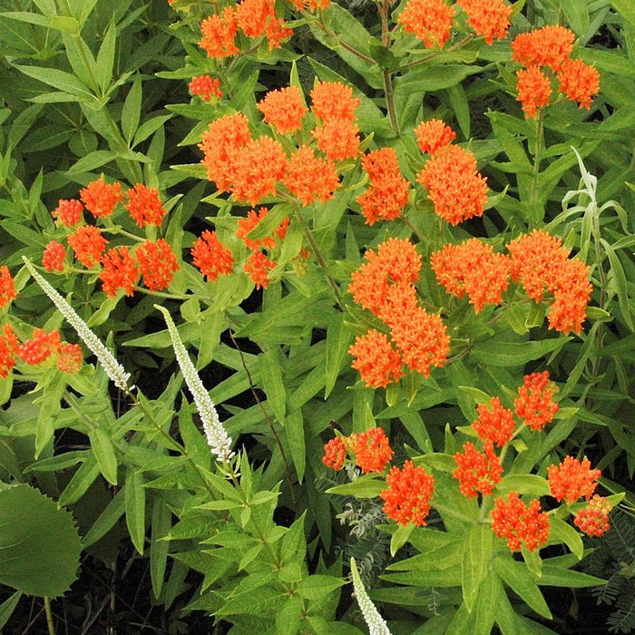 Milkweed, Butterfly Weed