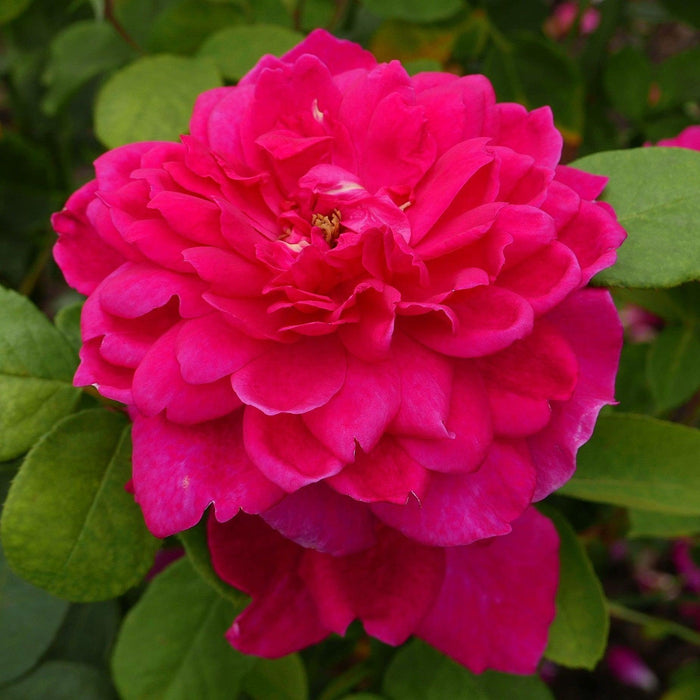 Rose, Sophy's Rose