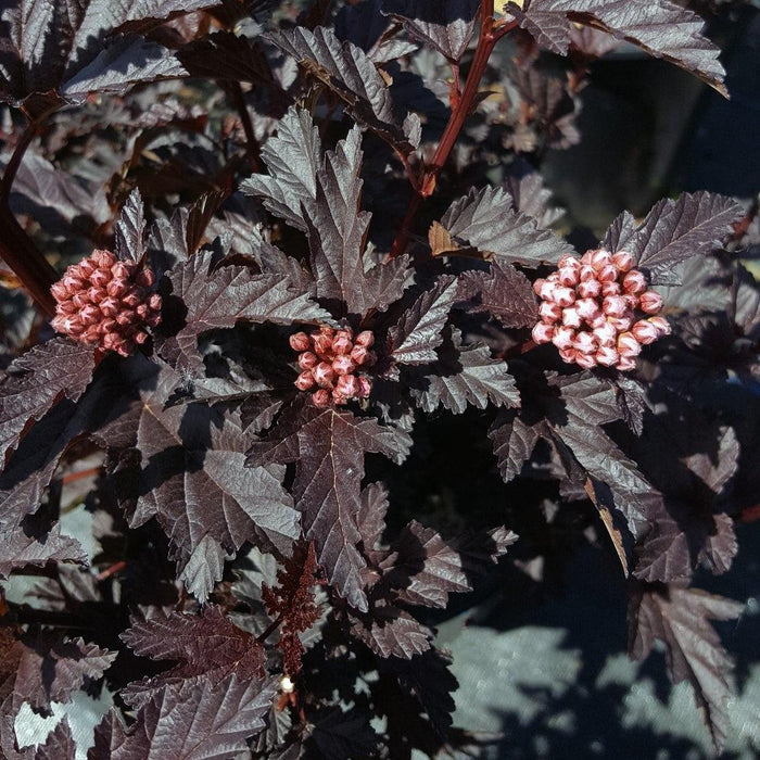 Ninebark, Bloomin' Easy® Panther Ninebark