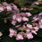 Hydrangea, Tiny Tuff Stuff™ Serrata Hydrangea