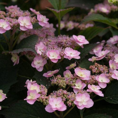 Hydrangea, Tiny Tuff Stuff™ Serrata Hydrangea