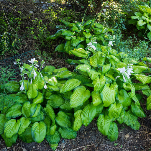 Hosta, Guacamole Hosta