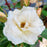 Rose, Champagne Wishes Rose
