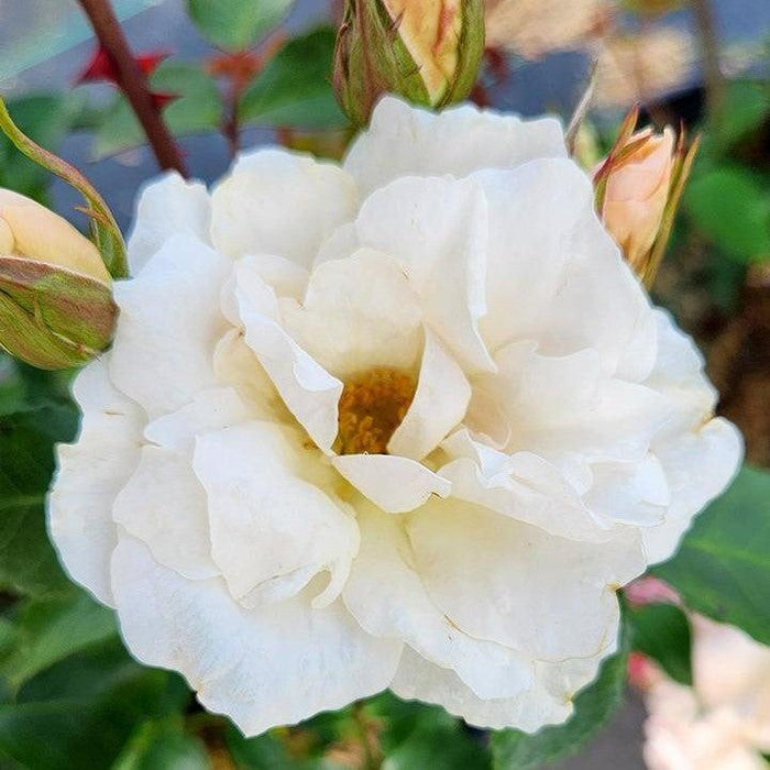 Rose, Champagne Wishes Rose