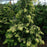 False Cypress, Golden Hinoki False Cypress
