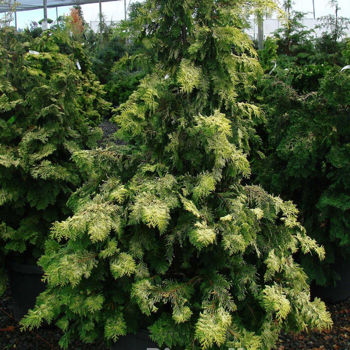 False Cypress, Golden Hinoki False Cypress