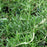 Rosemary, Creeping Rosemary