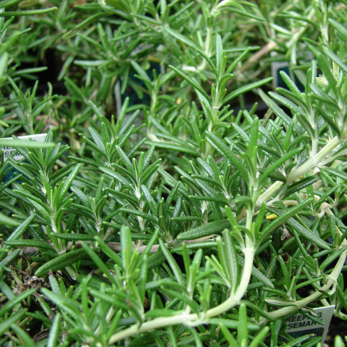 Rosemary, Creeping Rosemary