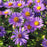Aster, Twilight Sky Aromatic Aster