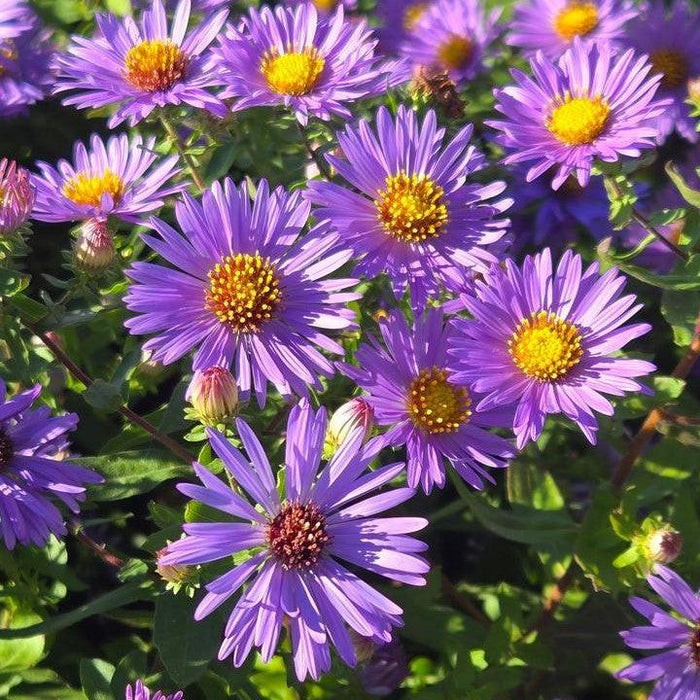 Aster, Twilight Sky Aromatic Aster