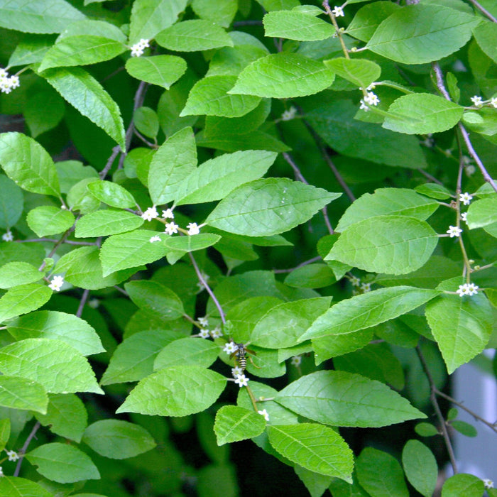 Holly, Jim Dandy Winterberry