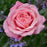 Rose, Showpiece™ Blush Rose