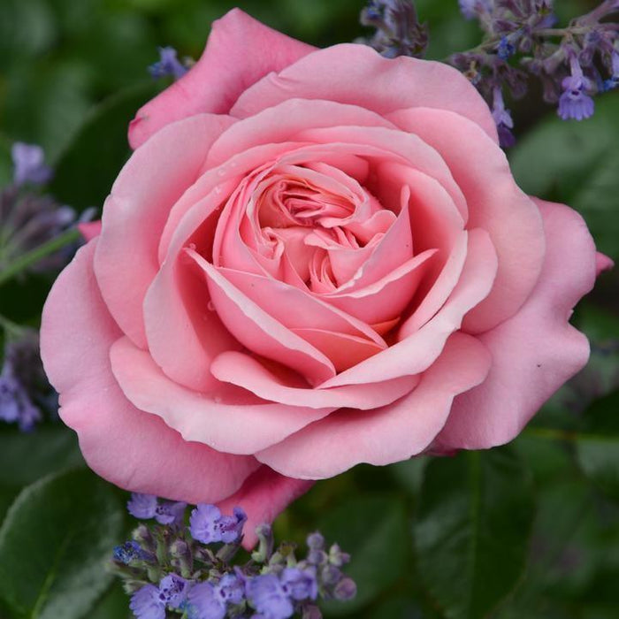 Rose, Showpiece™ Blush Rose