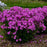 Phlox, Opening Act Ultrapink Phlox