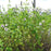Spearmint