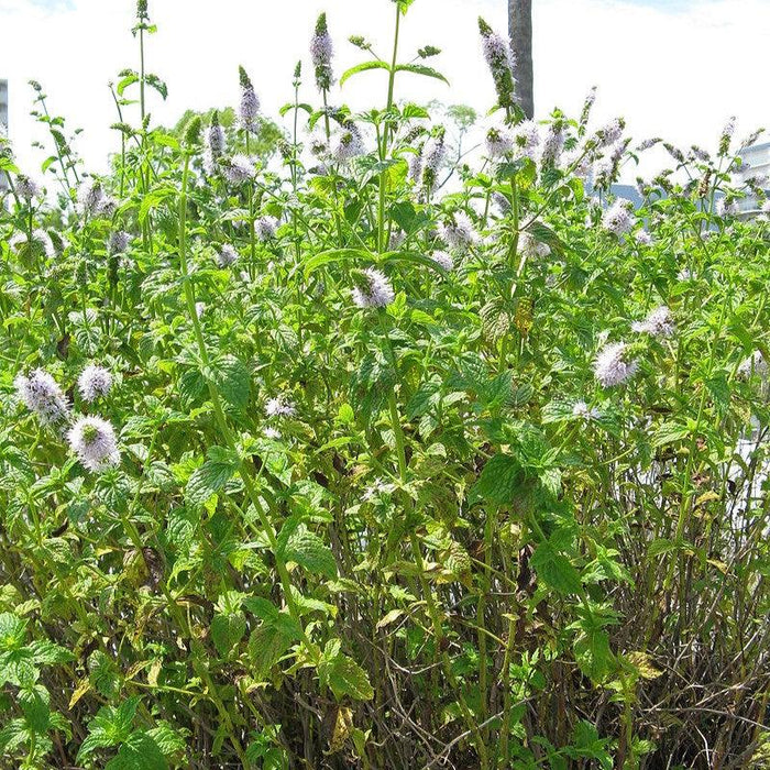 Spearmint