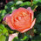 Rose, Calypso Rose