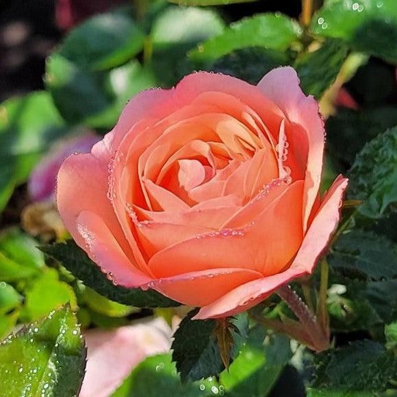 Rose, Calypso Rose