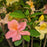 Azalea, Garden Rainbow Azalea