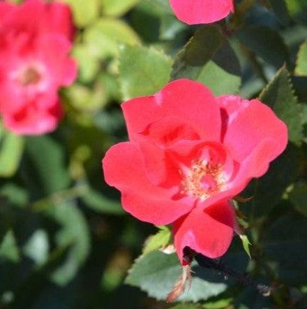 Rose, Knock Out® Shrub Rose, Red