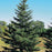 Spruce, Black Hills Spruce
