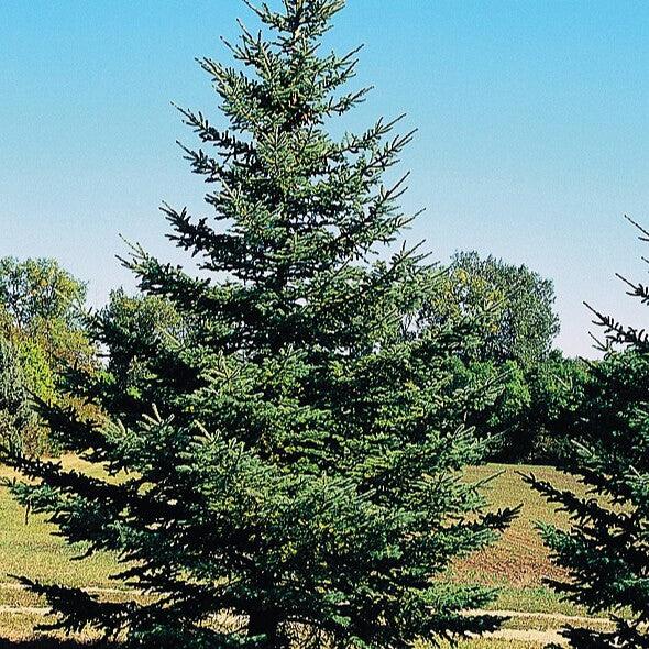 Spruce, Black Hills Spruce